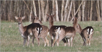 <p>DANĚK SKVRNITÝ (Dama dama) Šluknovsko - Valdek /Fallow deer - Damhirsch/</p>